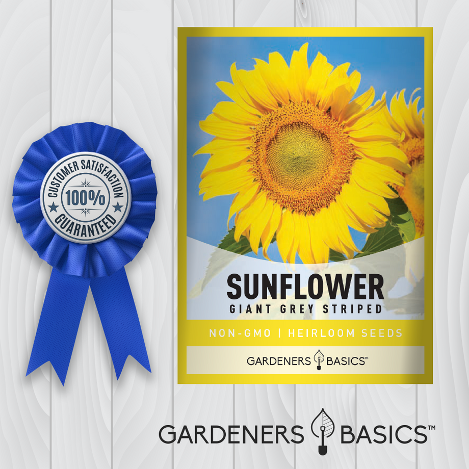 grey striped sunflower seeds for planting Grey Stripe Sunflower Seeds