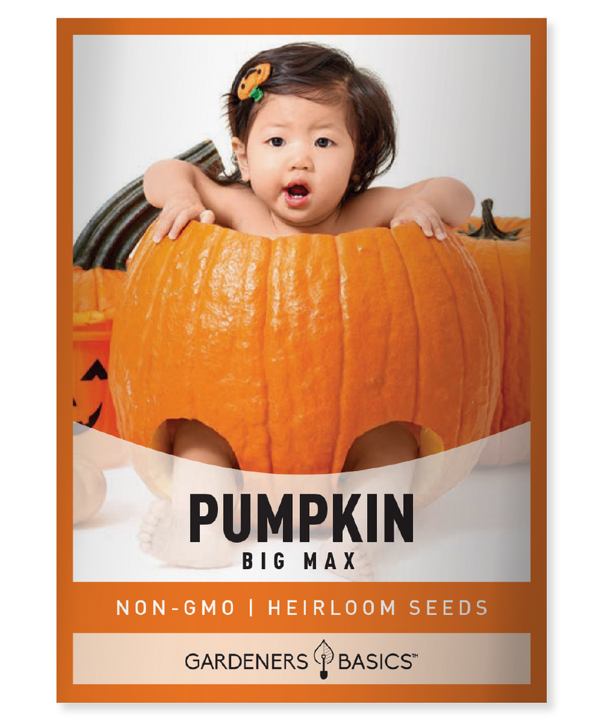 Big Max Pumpkin Seeds Planting Giant Pumpkins High Germination Rate Non-GMO Gardening Pumpkin Patch Grow Pumpkins Easy to Grow Garden Transformation Colossal Pumpkins Premium Quality Seeds Huge Harvests Pumpkin Wonderland Delicious Pumpkins Pumpkin Growing Backyard Gardening Pumpkin Seeds for Planting Ambitious Gardeners