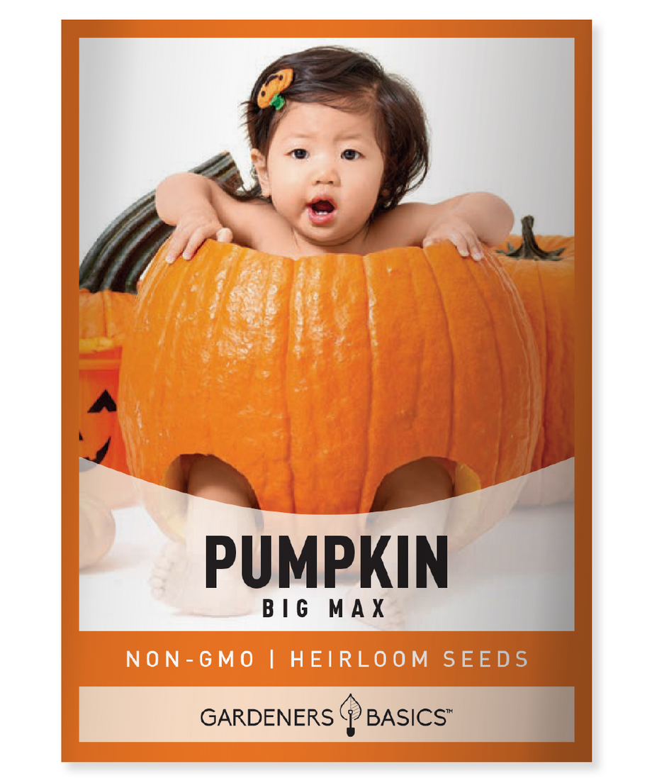 giant pumpkin seeds for planting Big Max Pumpkin Seeds for Planting Unleash Your Gardens True Potential – Gardeners Basics