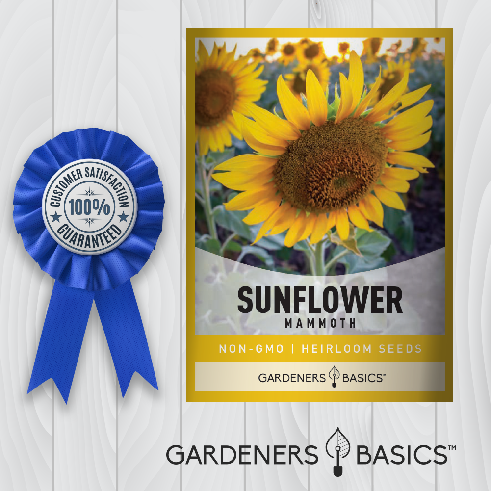 Giant Sunflowers in Your Backyard: Plant Mammoth Sunflower Seeds
