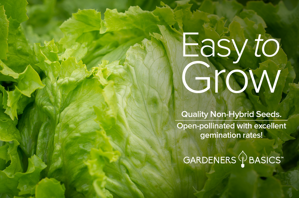 High Germination Rate: Great Lakes 659 Head Lettuce Seeds