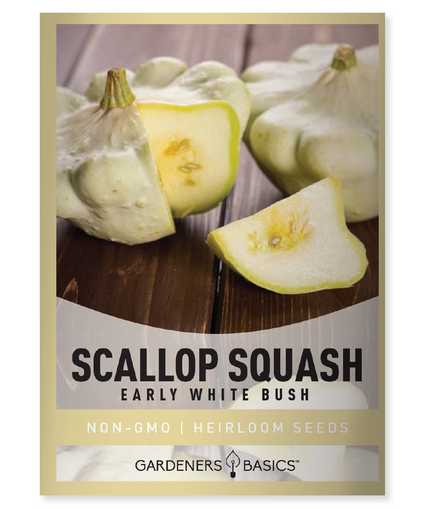 Early White Bush Scallop Squash Summer Squash Seeds Organic Seeds Non-GMO Seeds Container Gardening Small Gardens Easy-to-Grow High Yield Versatile Squash Nutritious Vegetables Fast-Growing Squash Recipes Pest Resistant Seed Saving Scallop Squash Vegetable Garden Healthy Garden Sustainable Gardening Squash Harvest Garden to Table