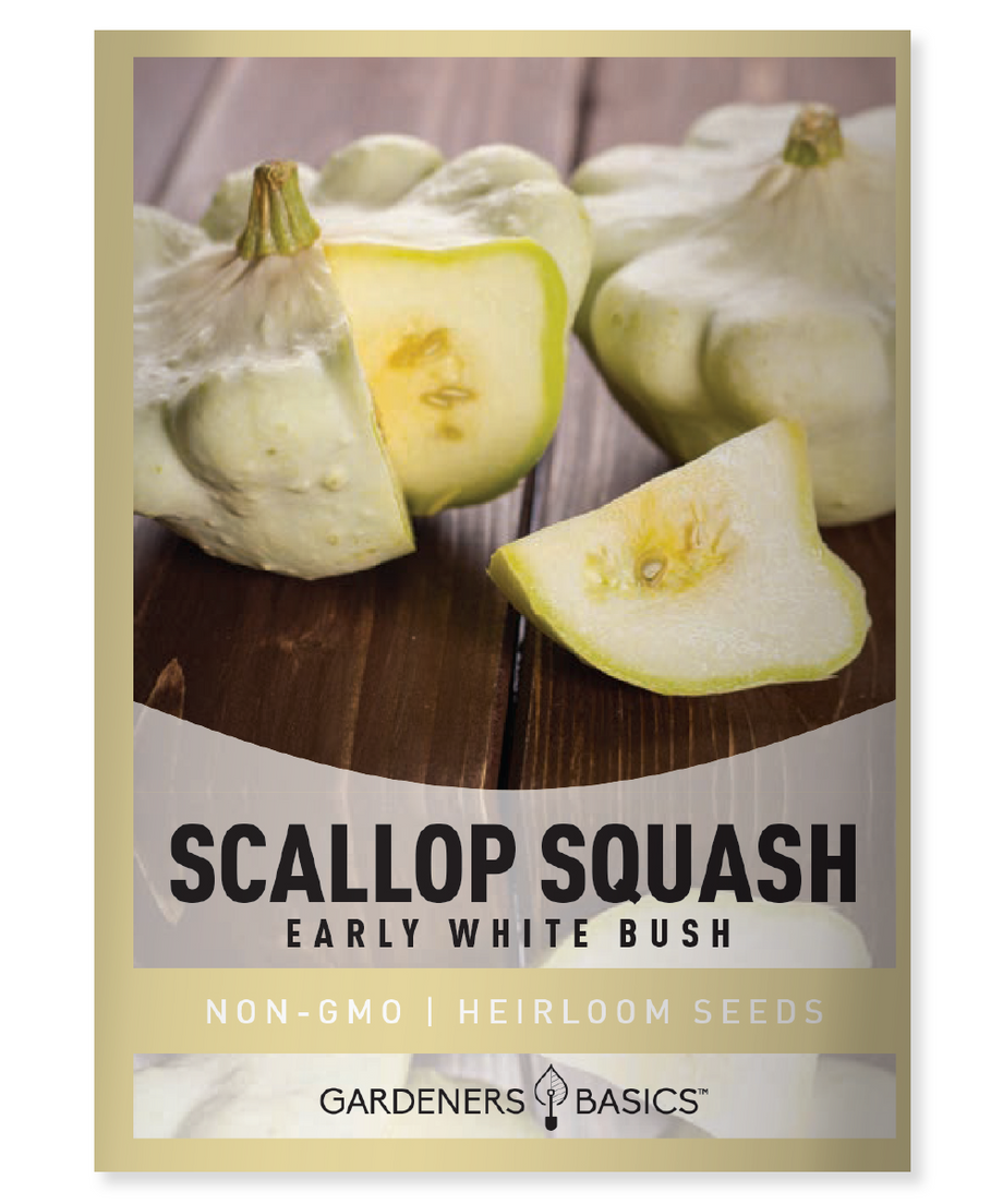 plant squash seeds Early White Bush Scallop Squash Seeds for Planting Gardens & Container