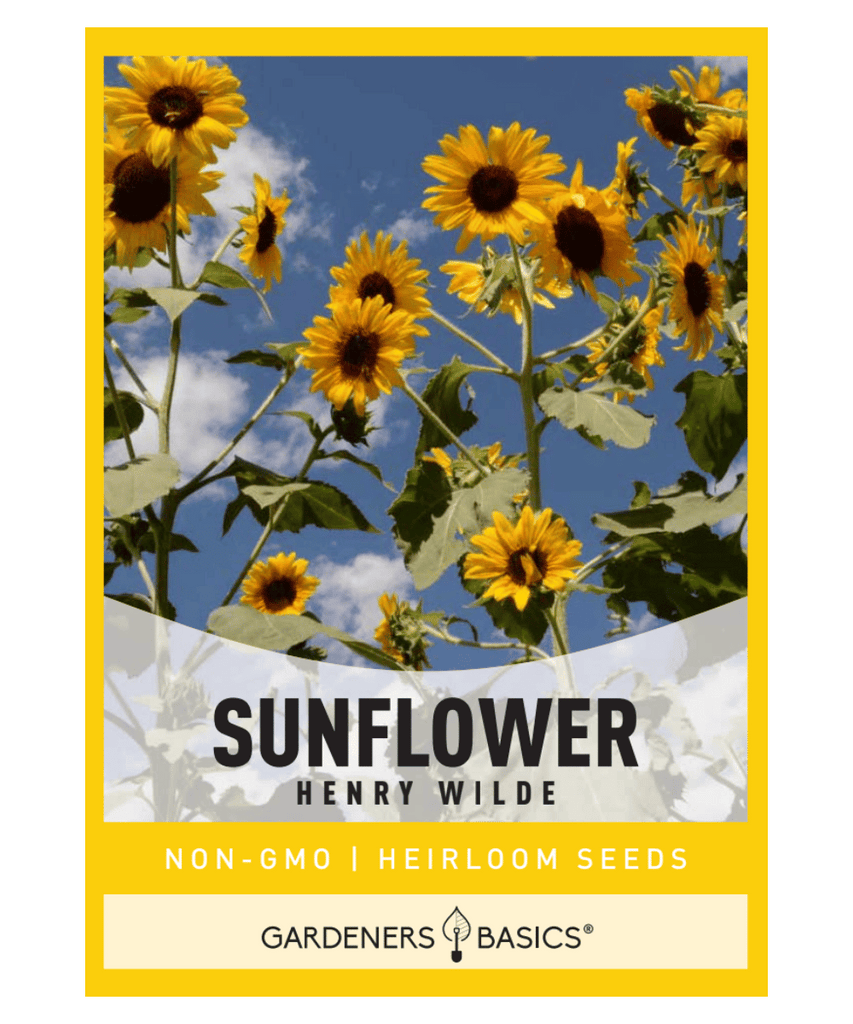 Henry Wilde Sunflower Seeds Sunflower Seeds for Planting Helianthus annuus Tall Sunflowers Attract Pollinators Attract Birds Garden Borders Full Sun Flowers Annual Flowers Easy-to-Grow Flowers