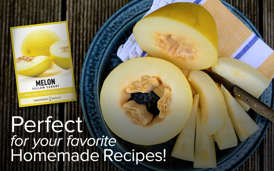 thumbnail image 2 of Amarillo Oro Melon Seeds – NON-GMO Heirloom, Fresh Garden Seeds (USA Grown) 2 of 5