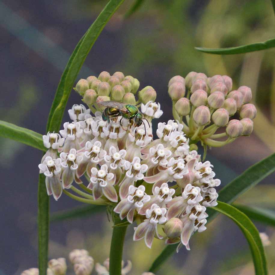 Support Monarch Conservation with the Native Narrow-Leaved Milkweed