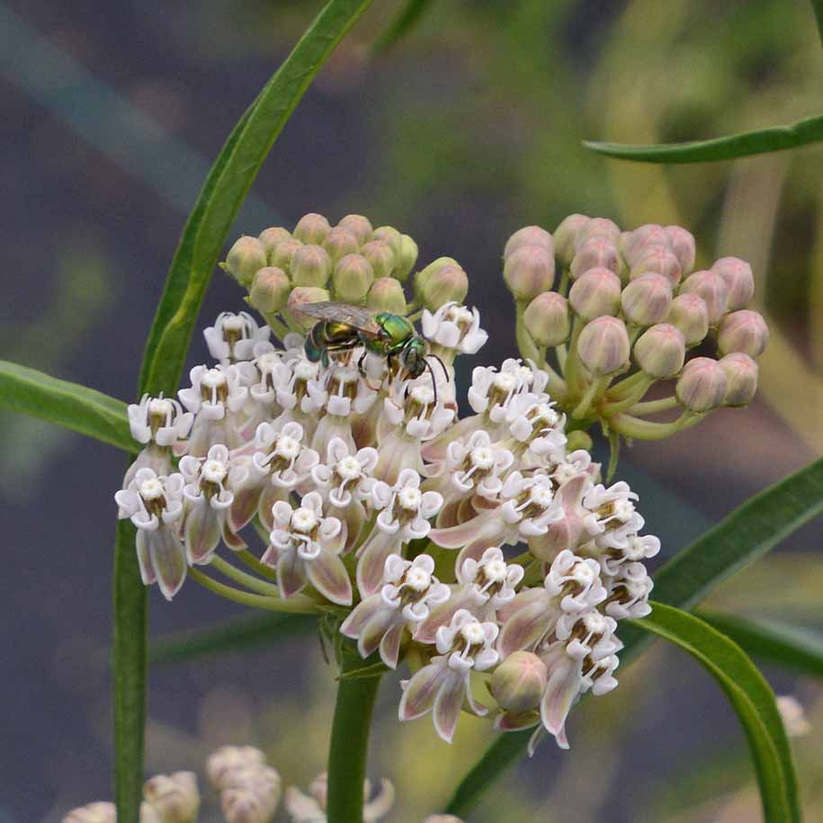 Narrow-Leaved (Whorled) Milkweed Seeds