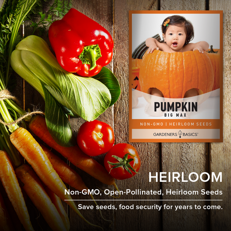 planting big max pumpkin seeds Big Max Pumpkin Seeds for Planting Unleash Your Gardens True Potential –  Gardeners Basics