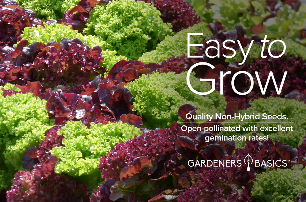 Red Salad Bowl Lettuce Seeds - Transform Your Garden & Your Plate