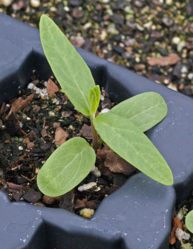 Growing and Caring for Swamp Milkweed