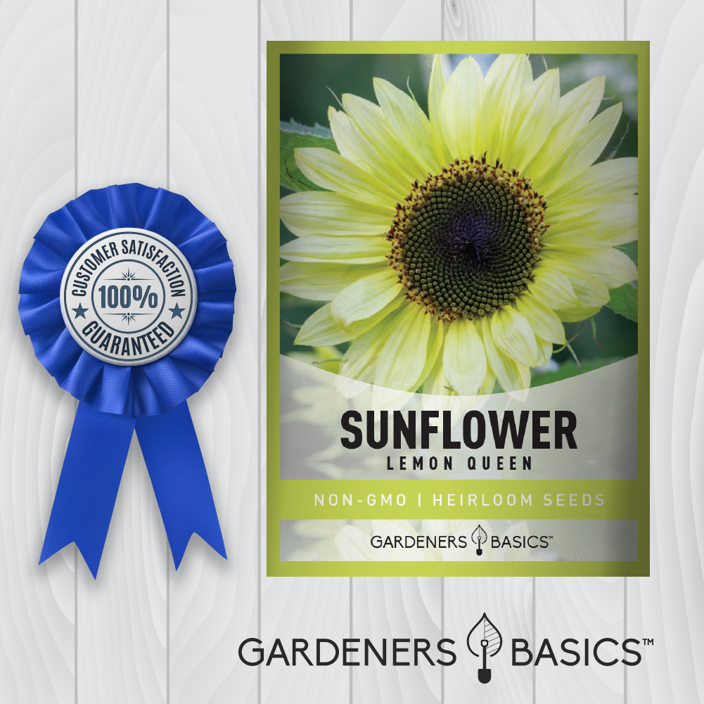 Lemon Queen Sunflower Seeds: An Ideal Choice for Cut Flowers