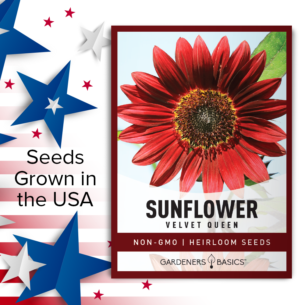 Velvet Queen Sunflower Seeds: Bring Elegance to Your Garden