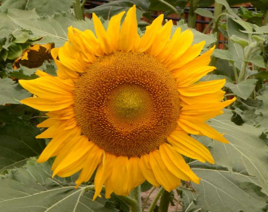 Attract Birds to Your Garden with Dwarf Incredible Sunflower Seeds