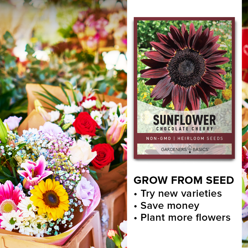 Chocolate Cherry Sunflower Seeds For Sale Add a Burgundy Hue To Garden Gardeners Basics