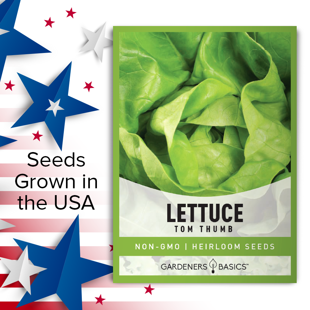 Grow Nutrient-Dense Tom Thumb Lettuce in Your Garden