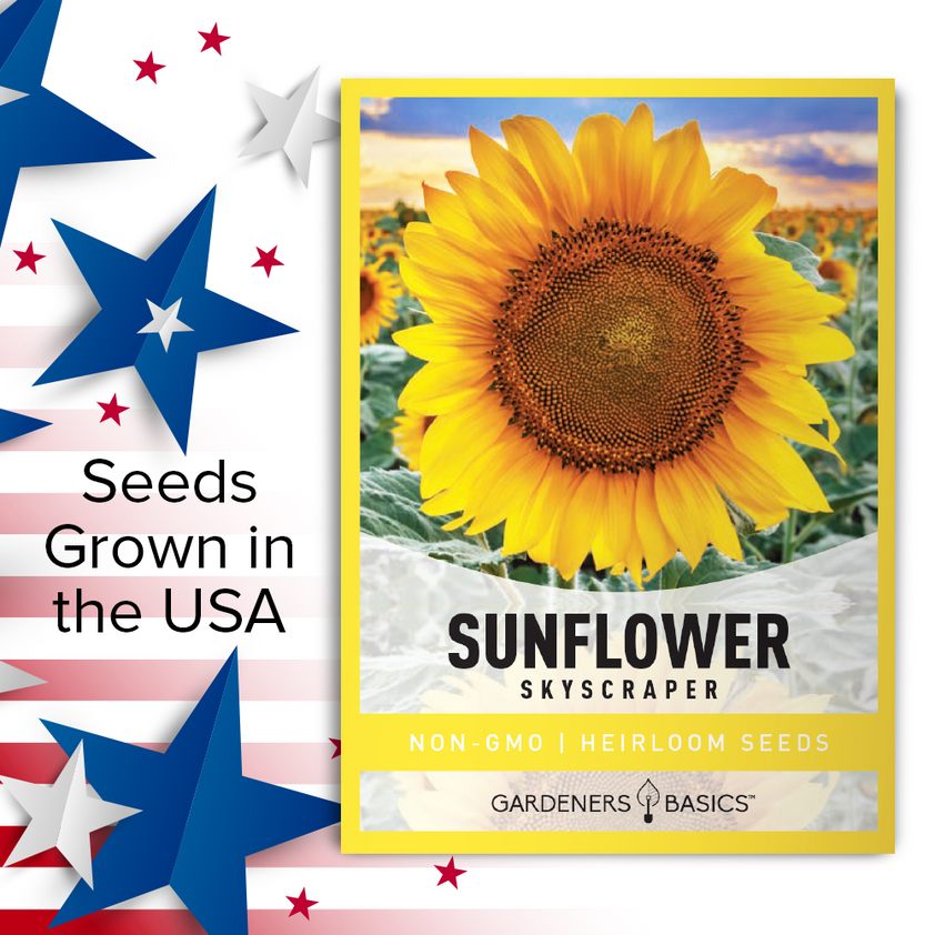 Skyscraper Sunflower Seeds for Sale Grow Tall Beauties in Your Garden