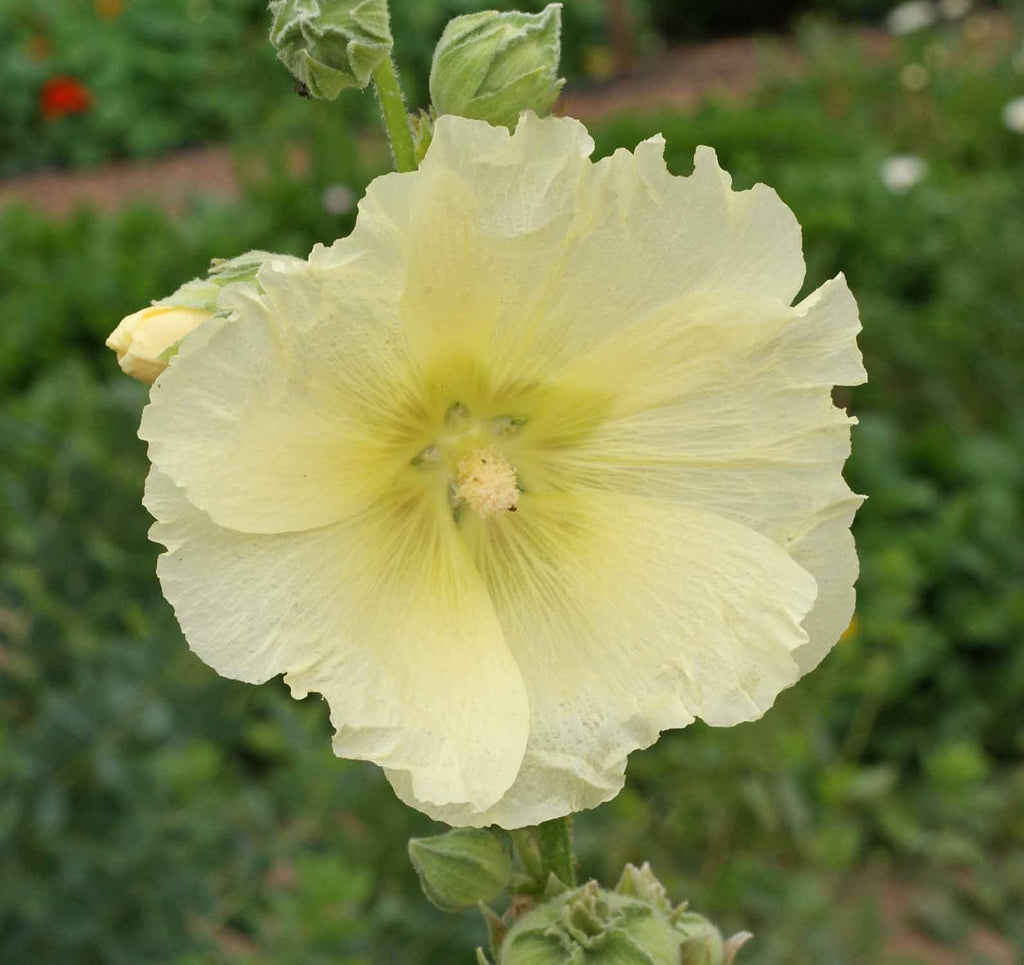 Colorful Hollyhocks: Single Mixed Seeds for Gorgeous Borders & Fences