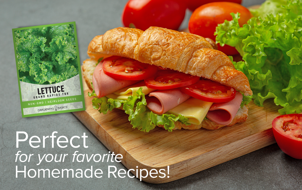 Grow the Perfect Salad Greens with Grand Rapids TBR Lettuce Seeds