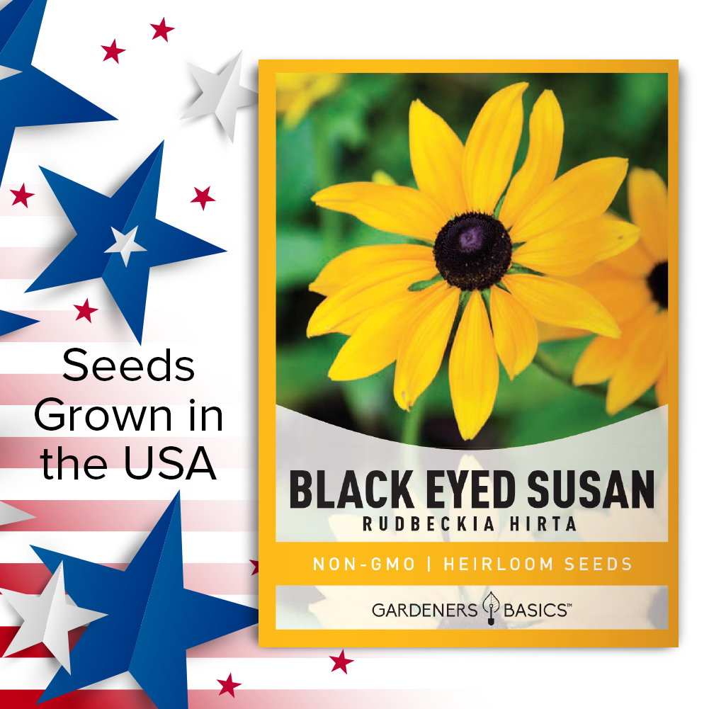 plant black eyed susan seeds in fall Black Eyed Susan Flower Seeds For Sale Wildflowers for Blooming Garden – Gardeners Basics