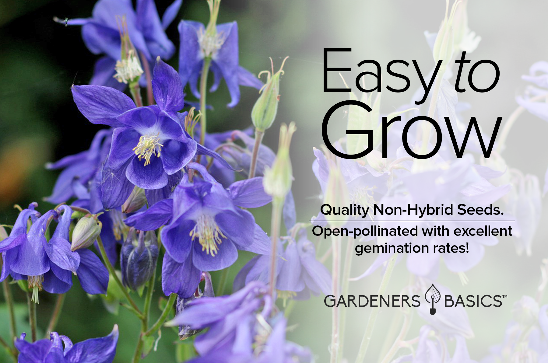 columbine seeds planting Gardeners Basics, Blue Columbine Seeds For Planting (Aquilegia Seeds)