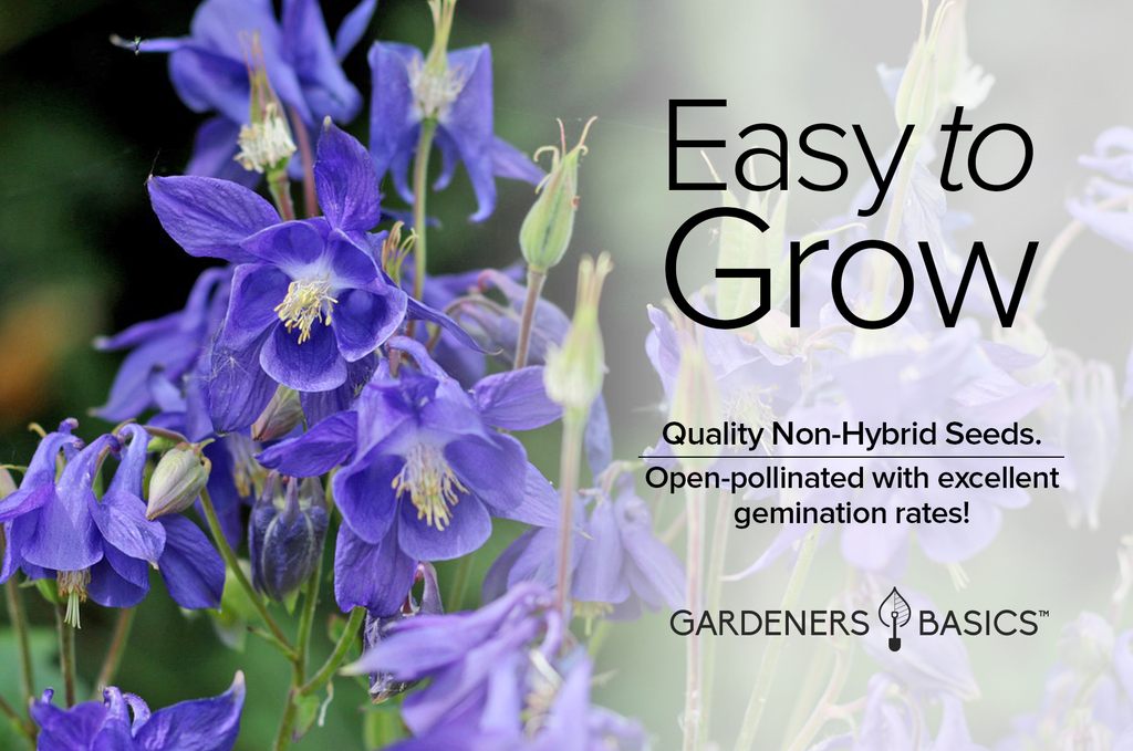 Blue Columbine: Colorado's State Flower for Your Home Garden