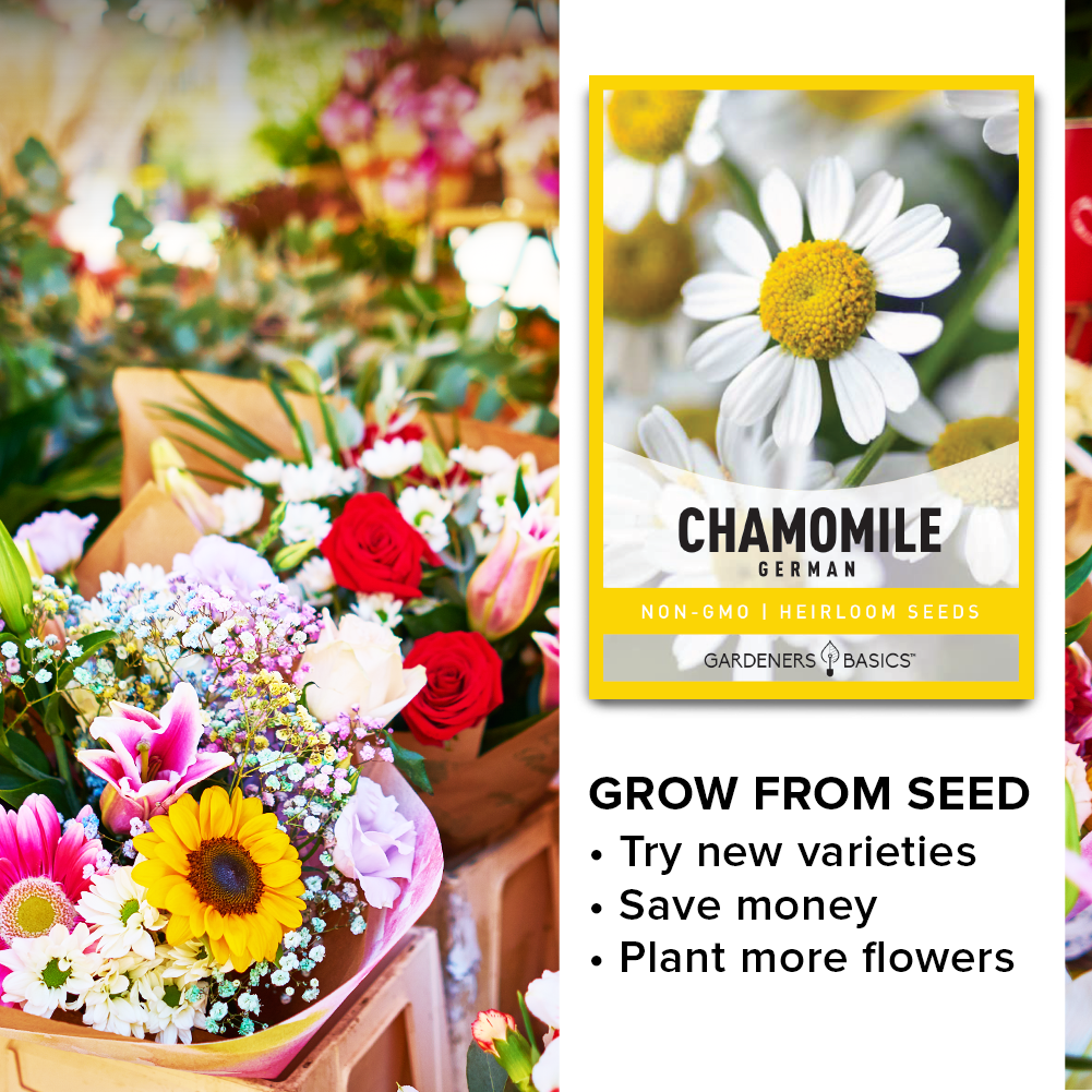 chamomile flower seeds for sale German Chamomile Seeds