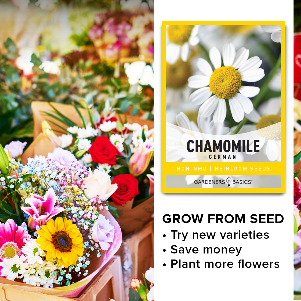 Embrace Herbal Tranquility: German Chamomile Seeds for a Soothing Garden