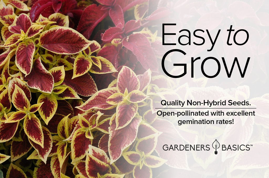 Painted Leaves Rainbow Mix: Coleus Seeds for a Stunning Garden