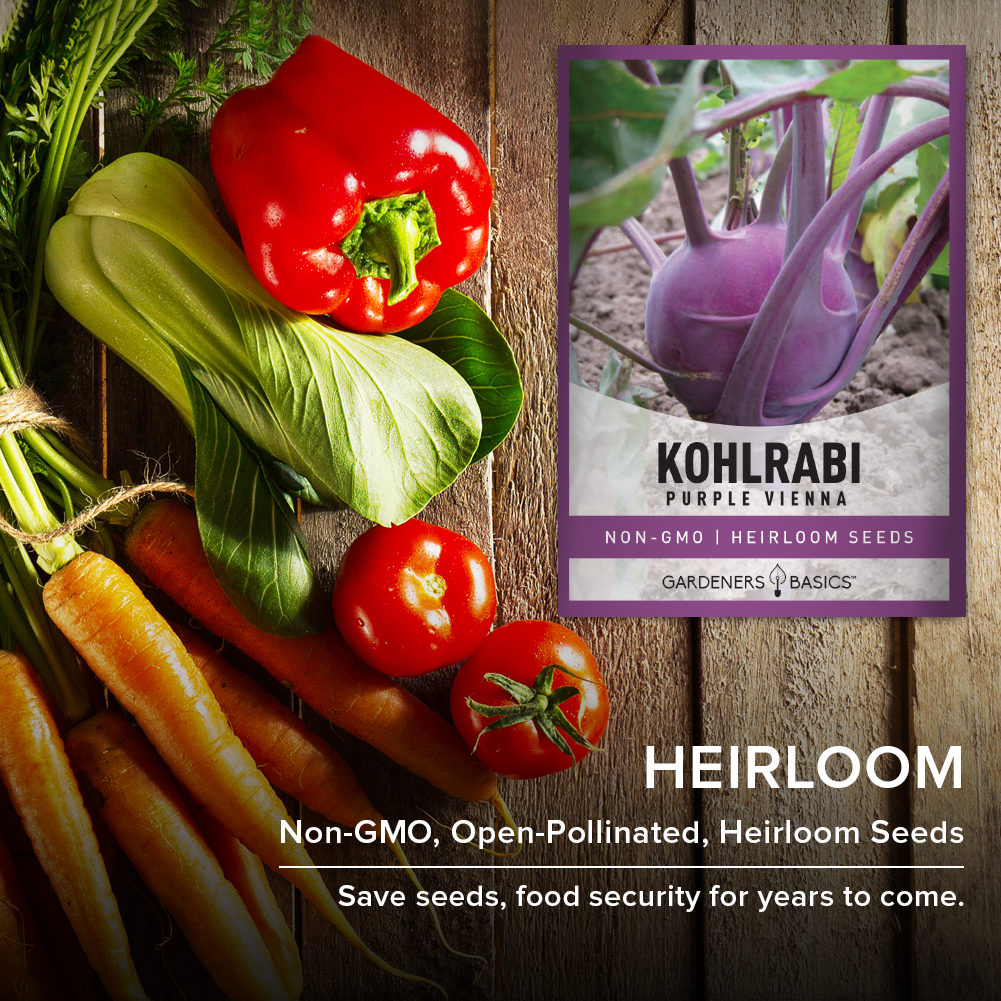 Add Flavor and Nutrition to Your Garden with Purple Vienna Kohlrabi Seeds