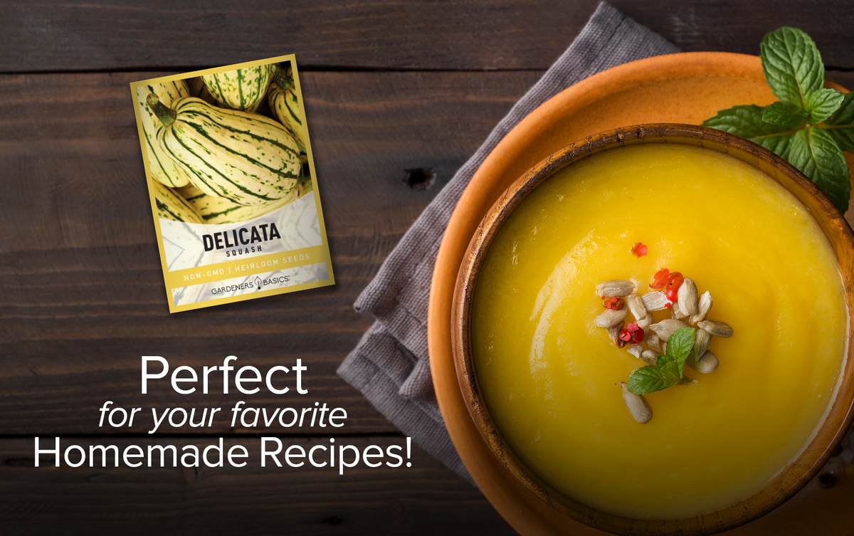 High-Yield Delicata Squash Seeds for Your Home Garden
