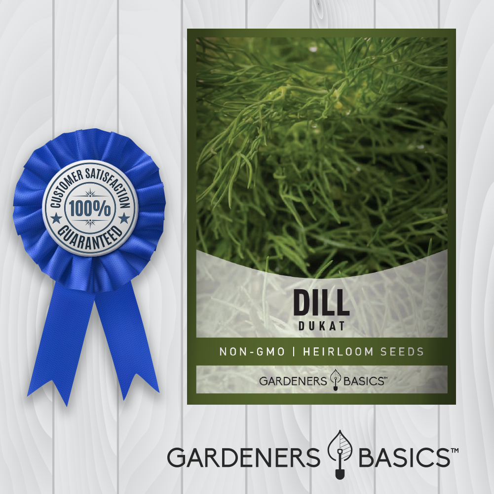 Boost Your Immune System with Homegrown Dukat Dill