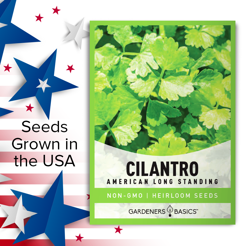 Unleash the Flavor of Fresh Cilantro with American Long Standing Seeds