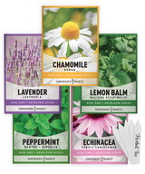 outdoor flowers flower perennials live lavander camomile camomille lavanda sets wiccan peppermint plant peppermint seeds for planting lemon balm seeds lemonbalm lavender seeds for planting indoors mint seeds for planting indoors herb seeds variety 