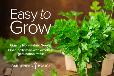 Organic Italian Flat Leaf Parsley Seeds: A Healthy & Sustainable Choice