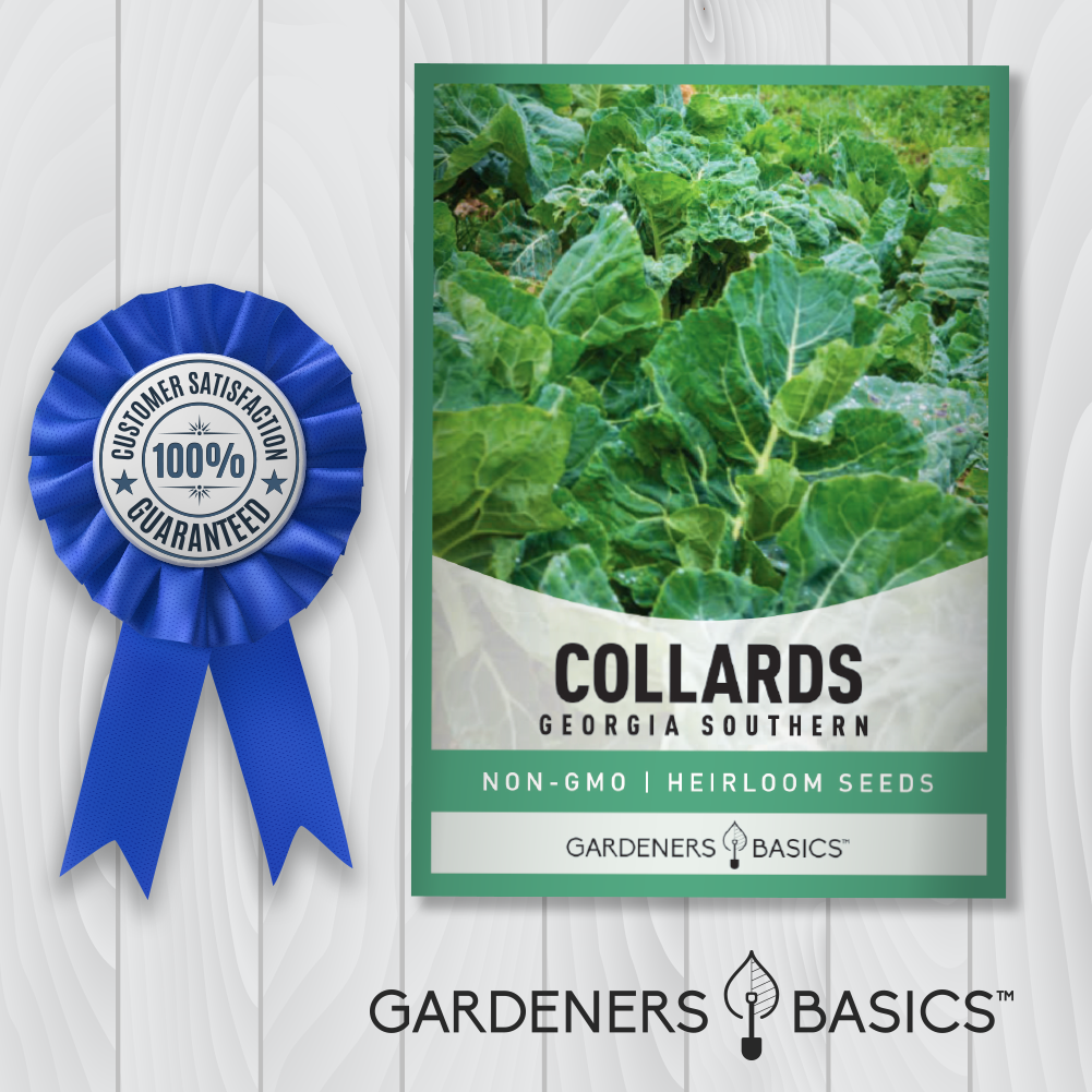 Georgia Southern Collard Seeds: A Delicious, Easy-to-Grow Superfood