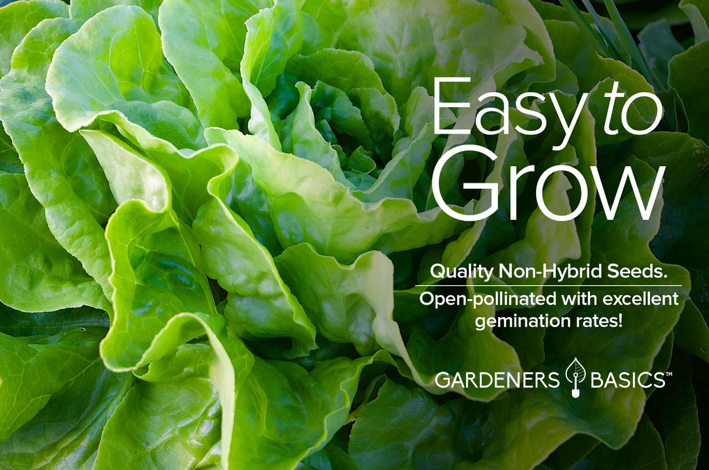 Non-GMO Tom Thumb Lettuce Seeds for a Healthy Lifestyle