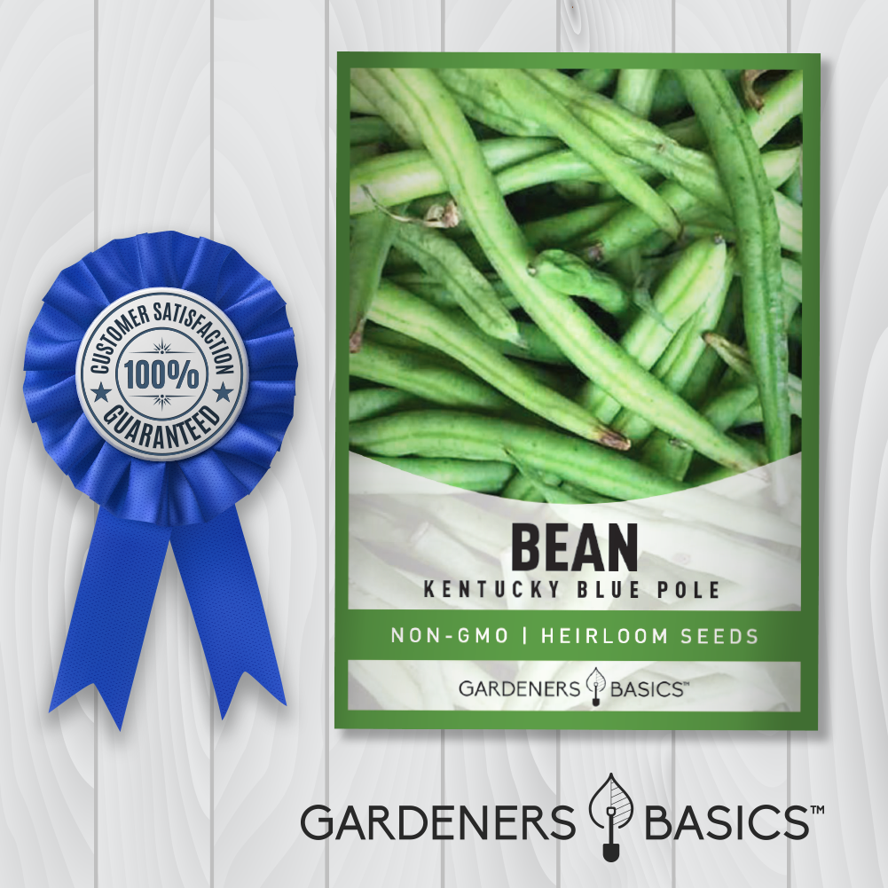 Plant Kentucky Blue Pole Beans for a Beautiful and Bountiful Garden