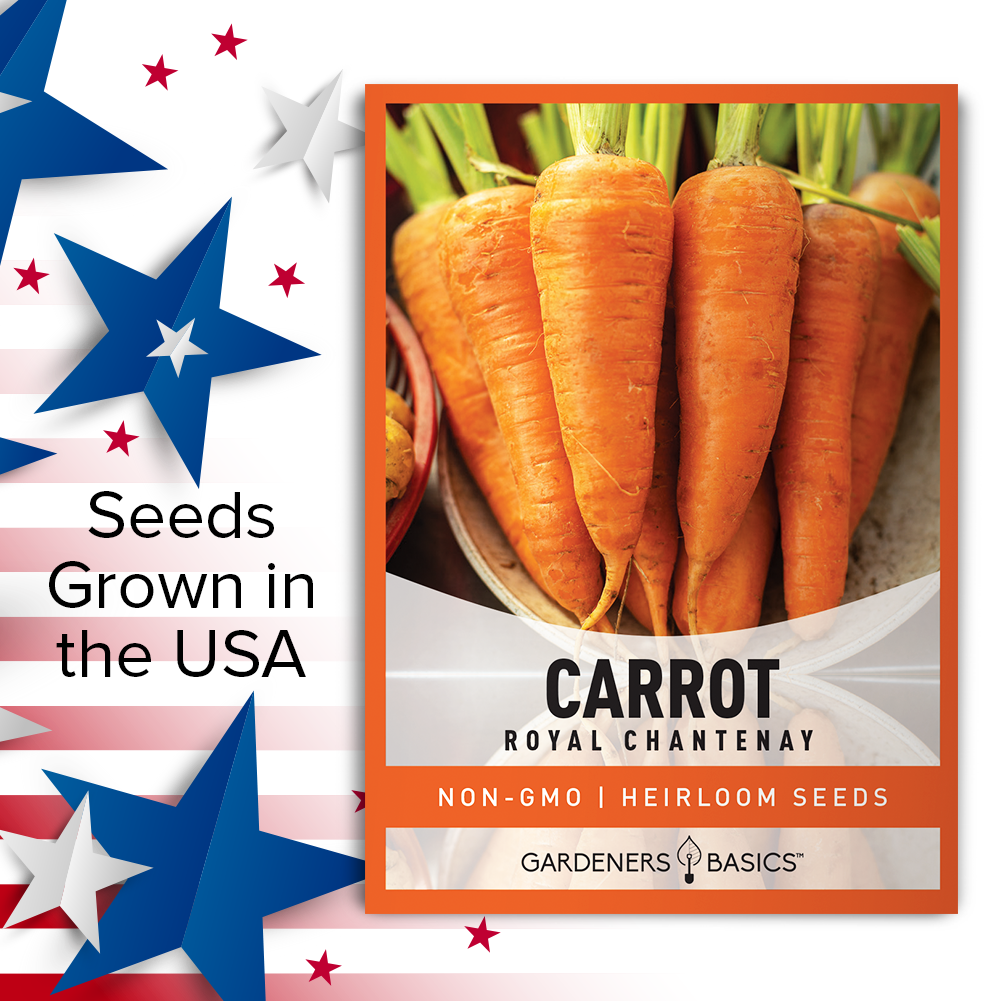 Non-GMO, Heirloom Royal Chantenay Carrot Seeds for Sale