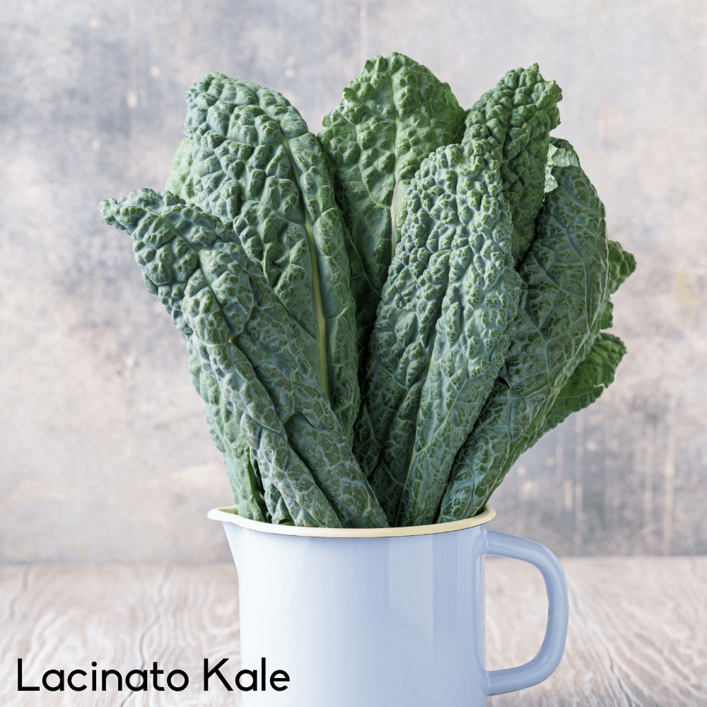 Grow Tuscan or Dinosaur Kale with Our Lacinato Kale Seeds