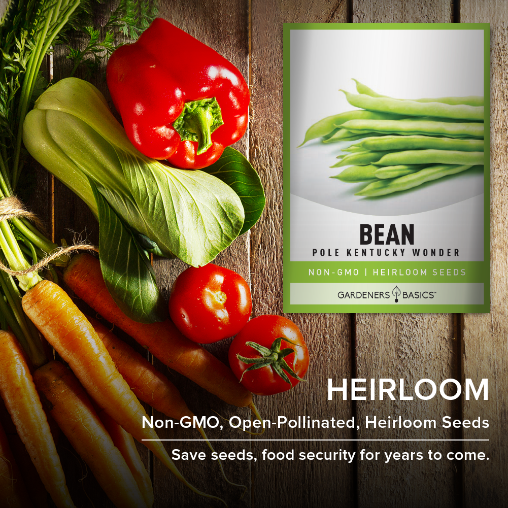 Kentucky Wonder Pole Beans - Grow Organic Green Beans in Your Garden