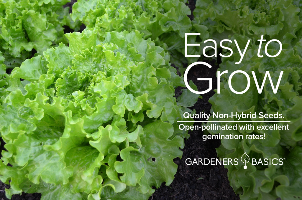 Elevate Your Salads with Homegrown Waldmann's Green Leaf Lettuce Seeds