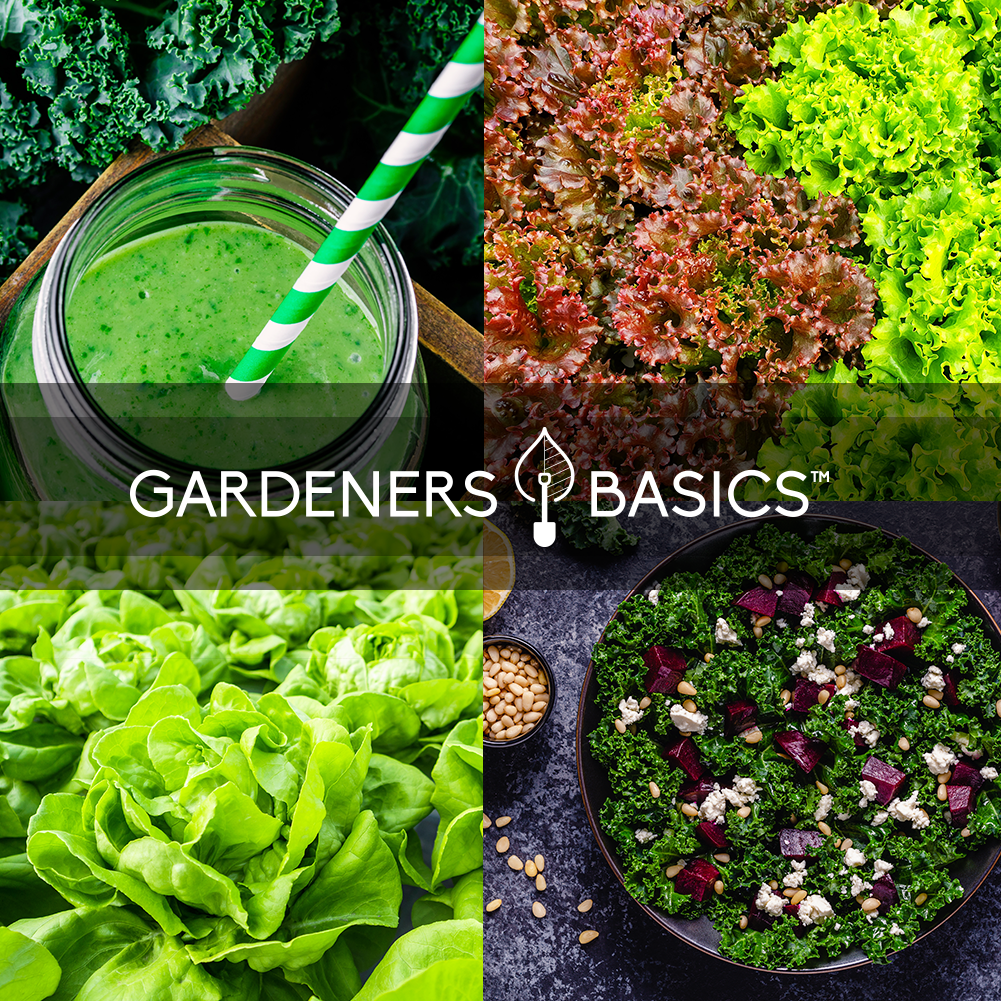 Hydroponic Seeds for Planting: Grow Vibrant, Flavorful Greens in No Time