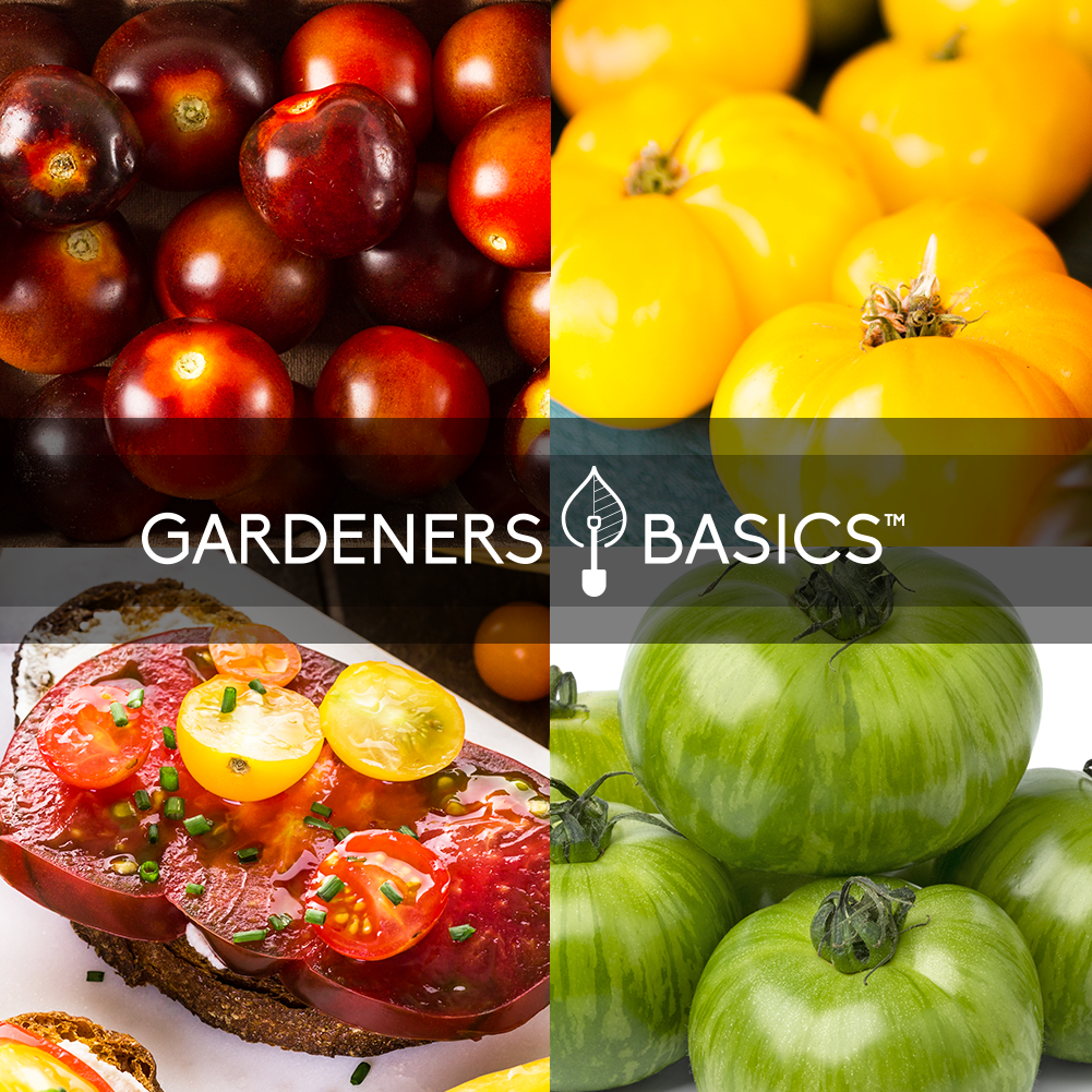 Satisfy Your Tomato Cravings: 5 Rare Heirloom Varieties to Grow at Home