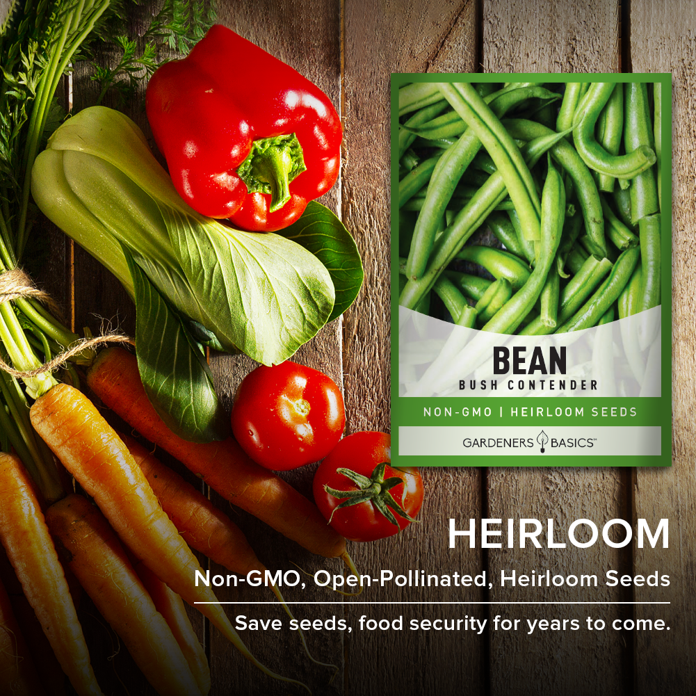 Bush Contender Beans: A High-Yielding & Tasty Green Bean Variety