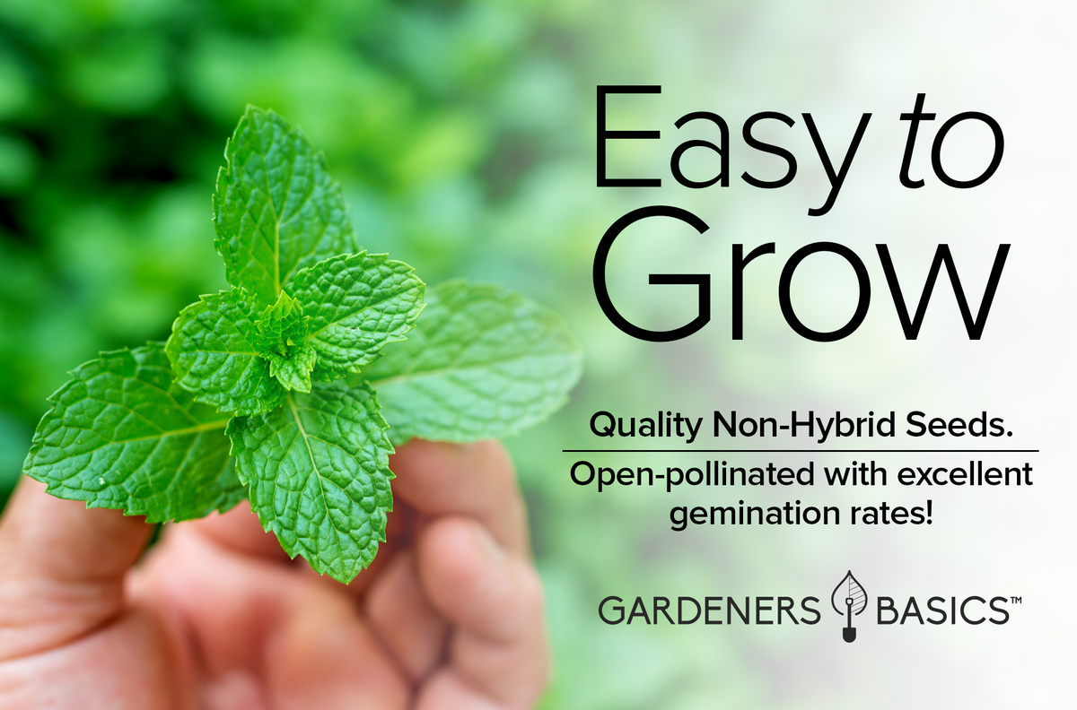 Peppermint Seeds for the Perfect Herb Garden: Plant Now