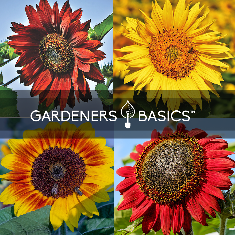 Plant a Colorful Garden with Sunflower Seed Variety Pack