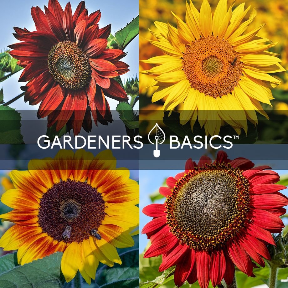 types of sunflower seeds to plant Sunflower Seeds For Planting