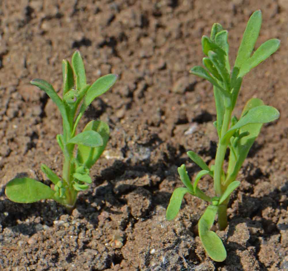 planting daisy seeds Paper Daisy Seeds for Planting