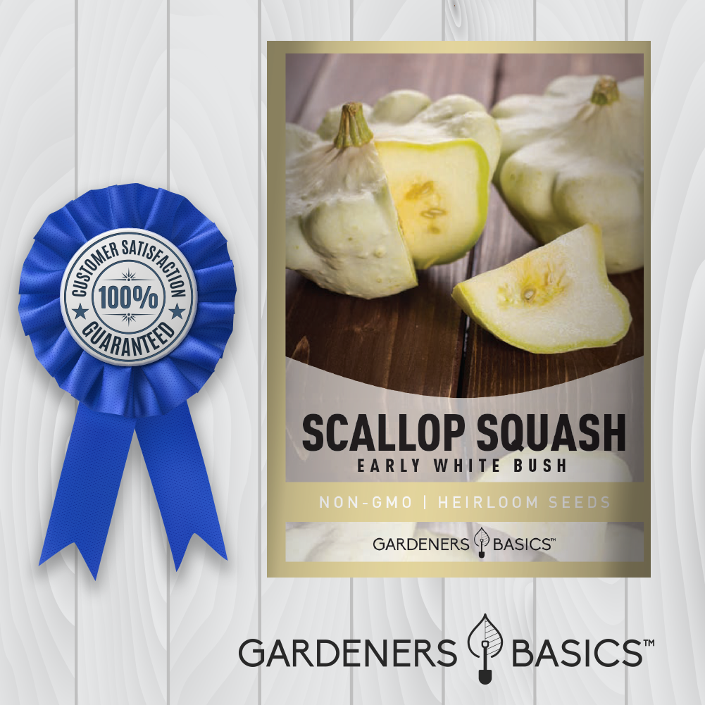 Unlock the Secret to Growing Perfect Early White Bush Scallop Squash
