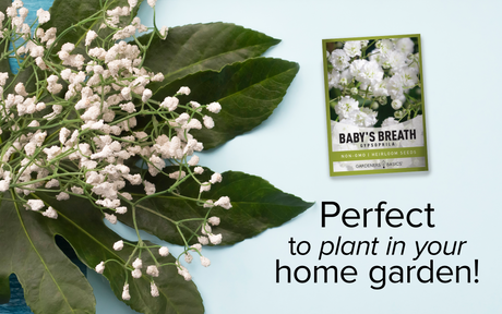 Baby's Breath Plants: The Ultimate Garden Accent